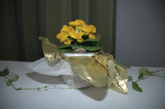 dsc_7122.jpg